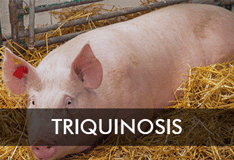 Triquinosis
